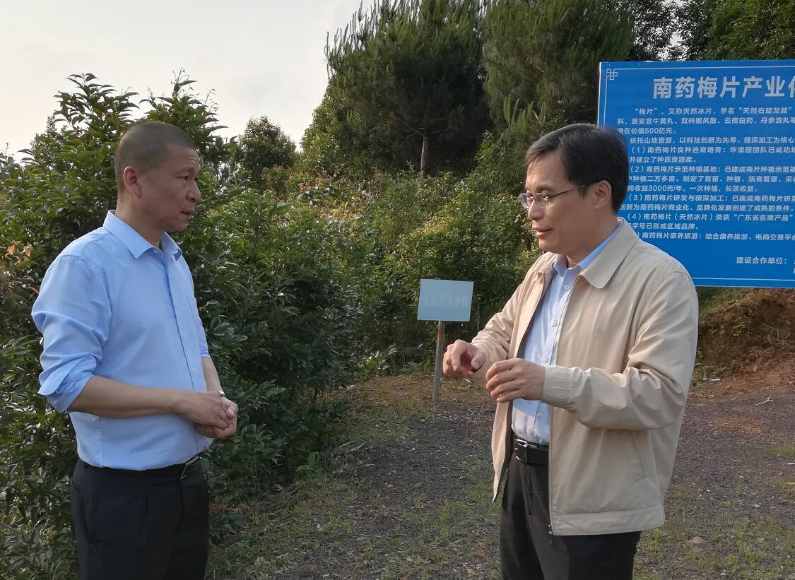 “望聞問切”支高招，“對癥下藥”獻良策——中國工程院院士黃璐琦為梅片產(chǎn)業(yè)發(fā)展建言獻策