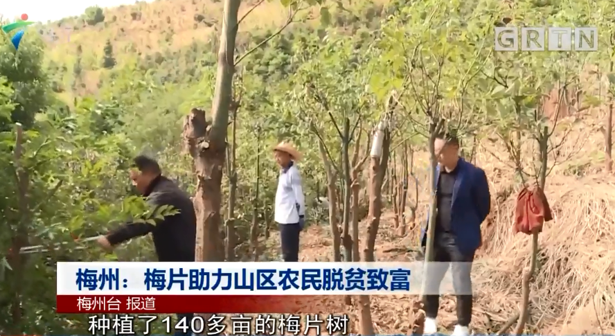 梅州：梅片助力山區(qū)農(nóng)民脫貧致富