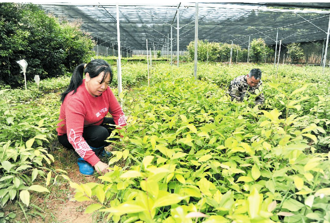 梅片種植引領(lǐng)群眾耕山致富，產(chǎn)業(yè)扶貧后勁就是足